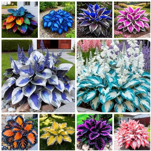 365+ Hosta Seeds for Planting Drought Tolerant Blue Hosta Plants Perennial Heart-Shaped Hosta Bare Roots - Rich Foliage, Heart Shaped Leaves, Outdoor Garden Bonsai Decoration