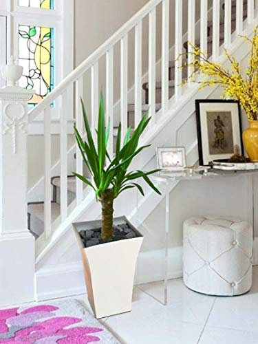 Easy Plants Yucca Grande plante d'intérieur en pot Milano blanc brillant – 80/90 cm de haut