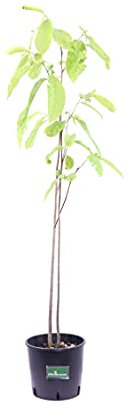 Pianta di Asimina Triloba Pianta di Banano del Nord Pianta di PawPaw pianta da esterno pianta da frutto pianta ornamentale di Asimina Triloba pianta vera venduta da eGarden.store