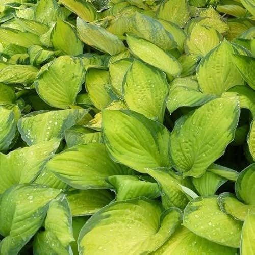 6x Hosta fortunei 'Standard d'or' - Hosta fortunei ‘Gold Standard’ - Godet 9x9cm