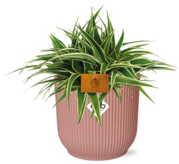 Grünlilie – Chlorophytum Ocean – 15cm Höhe – Zimmerpflanze mit weißen Blattstreifen – luftreinigend & pflegeleicht – Ø16cm – Blumentopf Pink für Wohnzimmer, Küche & Büro