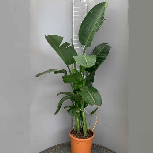 SAVINI VIVAI Pianta Strelitzia Vera Elegante ed Ornamentale in vaso 30 cm Altezza 110-130 cm Piante Esotica Decorativa Casa Idea Regalo Made in Italy