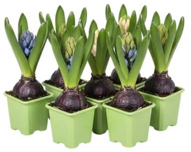 Pack Natural DECOALIVE Seis Jacintos Flores Perfumeadas y Tonos Brillantes que Iluminan Cualquier Espacio
