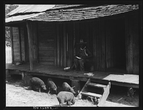HistoricalFindings Photo: Turpentine Worker,Georgia,GA,Farm Security Administration,Dorothea Lange,FSA,5