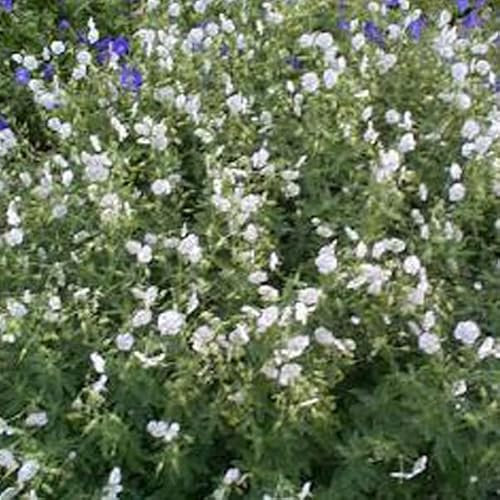 6 x Géranium vivace livide - Geranium Phaeum - Godet 9x9cm - Fleurs pourpres, feuillage sombre, ombragé