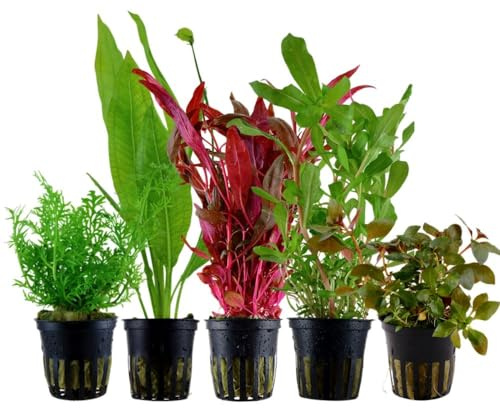 AquaOne Aquarium Plantes I Lot de 5 plantes aquatiques de fond I Plantes d’aquarium de fond I Ammannia Echinodorus Ludwigia Ceratopteris Alternanthera I Ensemble de 5 plantes de fond