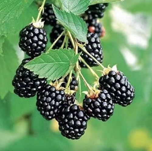 Arapaho BlackBerry Plants - Pack of 2 (Two) - Rare Thornless Black Berry Plants for Planting - 4-6 inch Starter Plants - Fruit Tree Live Plant