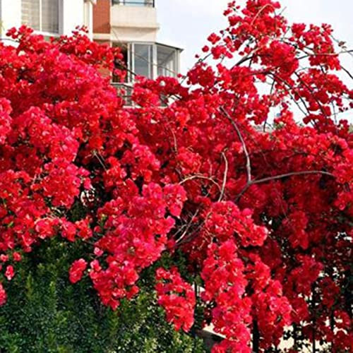 150 Pcs Graines de Bougainvillier Non-OGM, Plante Grimpante Résistante à la Sécheresse, Fleurs Vibrantes pour Jardins, Treillis, Contenants (Rouge)