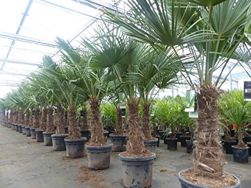 gruenwaren jakubik 3 Stück im Palmenset Trachycarpus fortunei dicke Stämme 200 cm Hanfpalme, winterharte Palme bis -18°C