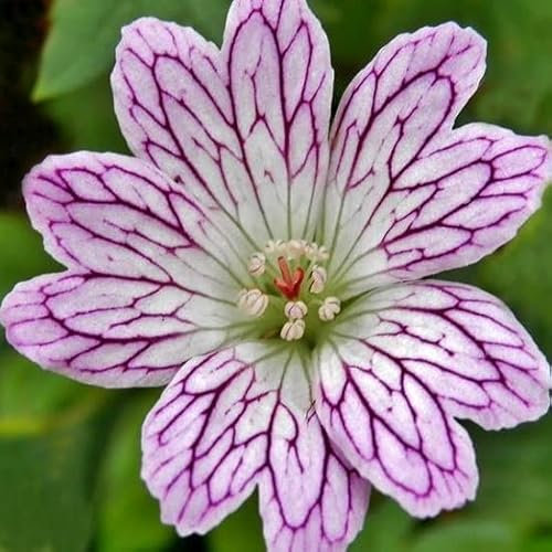 6x Géranium vivace versicolor - Geranium versicolor - Godet 9x9cm