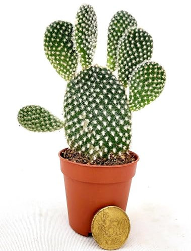 OPUNTIA MICRODASYS A SPINA BIANCA, FICO D'INDIA MICRO IDEALE PER TERRARIUM, Vaso5,5cm diametro, piante vere