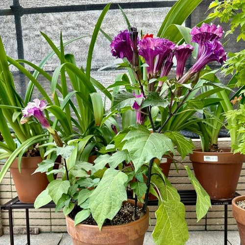 engelstrompete pflanze samen、 blumensamen mehrjährig winterhart gartendeko für draußen、Farbenprächtige pflanzen samen、indoor garten bonsai samen、kübelpflanzen winterharte pflanzen für 300pcs