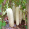 Semillas de pepino, 50 piezas/bolsa de semillas Semillas de pepino de color blanco resistentes a la sequía para Manor Pepino