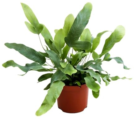 Helecho Azul Natural Planta Exótica para Interior y Exterior