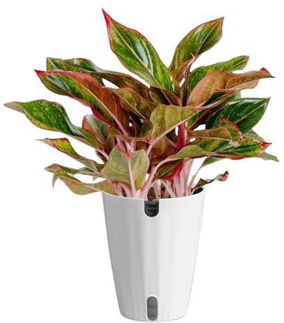Costa Farms Red Chinese Evergreen Live Indoor Plant, Easy Care Houseplant in Modern Decor Planter, Excellent Housewarming Gift, Unique Home Decor, Room Décor, 15-Inches Tall