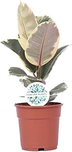 Ficus Tineke Mini Planta de Interior de Hojas Grandes y Color Variegata Resistente y Fácil de Cuidar Planta Natural para el Hogar