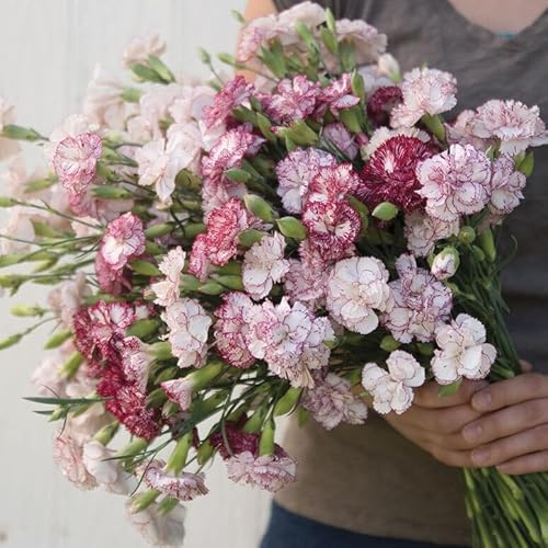 Gardening Treasures: 100+ Carnation Chabaud Benigna Seeds