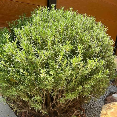semi di rosmarino giardino raro copertura del terreno primaverili esotiche selvatici sul 20pcs