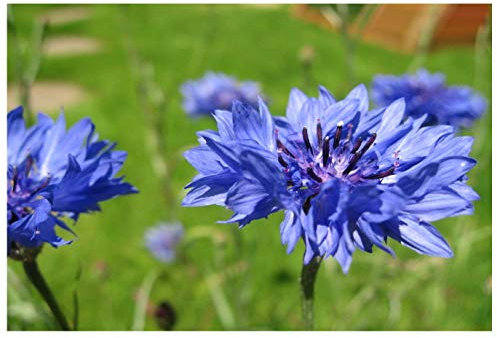 PREMIER SEEDS DIRECT - Cornflower Seeds - Blue BOY - Organic (10,000 Seeds)