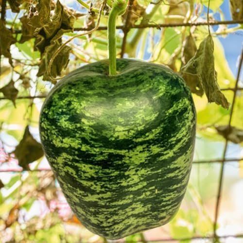 TomorrowSeeds - Apple Gourd Seeds - 60+ Count - for 2026 Planting Large Ornamental Gourds Green White Big Speckled Swan USA Garden Fall Tinda Pumpkin Squash Non-GMO Grow Your Own Home Farm Patio