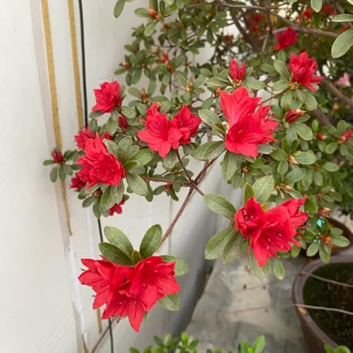 semillas resistentes de rododendro - interior, para balcón. azalea, 150pcs