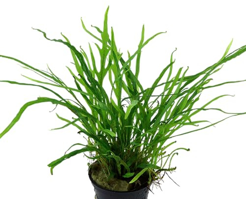 AquaBreedingSkill Microsorium pteropus – Plante d’Aquarium Vivante pour Eau Douce, Plante Verte décorative pour Aquarium, idéale pour Poissons et crevettes – avec Passeport phytosanitaire (Trident)