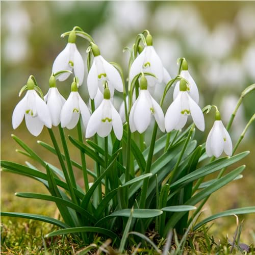mgc24® - Bastoncini da neve Galanthus woronowii semplice, 100 bulbi (circa 6-7 mm)