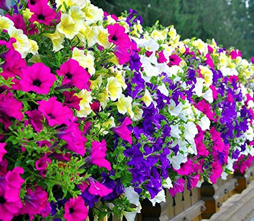 Hänge-, Balkon-Petunie Petunia hybrida pendula Mix 1000 Samen