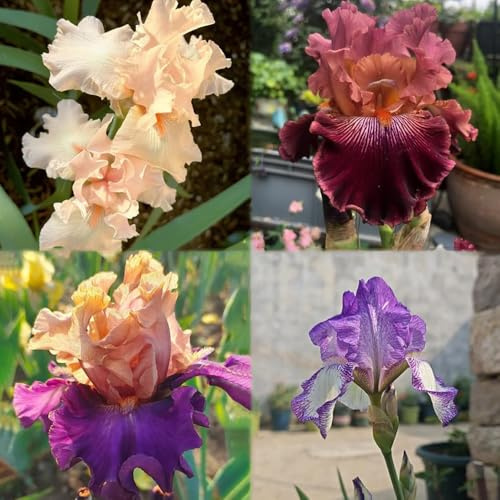 10 pezzi bulbi iris - resistenti al balcone letti selvaggi per giardino bulbi antichi, perenni del balcone