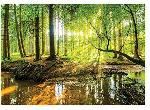 WallArena - Vlies Fototapete Wald Sonne Bach Grün Natur Bäume 250x175 cm - Fototapeten - Tapeten - für Wohnzimmer Schlafzimmer - Vliestapete Wandtapete Tapete 3D Effekt- inkl. Kleister