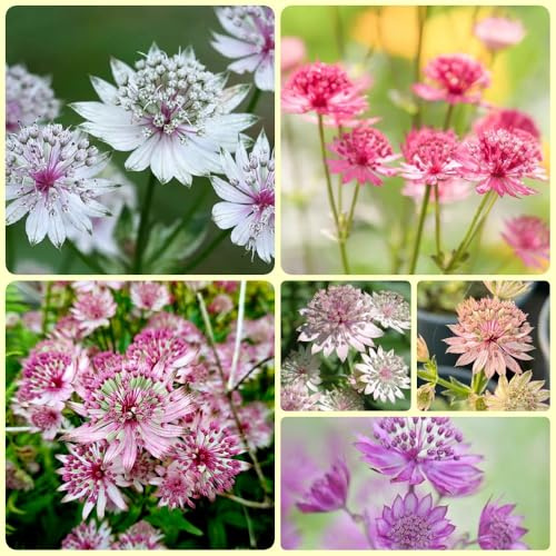 Semillas de umbela estrellada - Astrantia mayor - semillas de cobertura del suelo resistentes de jardin 250pcs