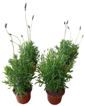 Lote de Cuatro Plantas de Lavanda Naturales Ideal para Jardines y Terrazas