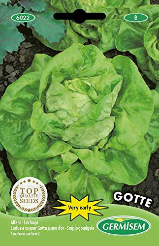 Germisem Gotte Graines de Laitue 5 g EC6022 Multicolore