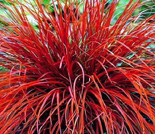 Red Hook Sedge Ornamental Grass 15 Seeds,Uncinia Grass - Crimson red All Season Long!