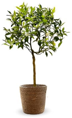 Attitude Jardin - Mandarinier avec Panier en jonc de mer - Citrus reticulata - agrume méditerranéen - Arbre fruitier - 75-85 cm - ⌀ 25 cm
