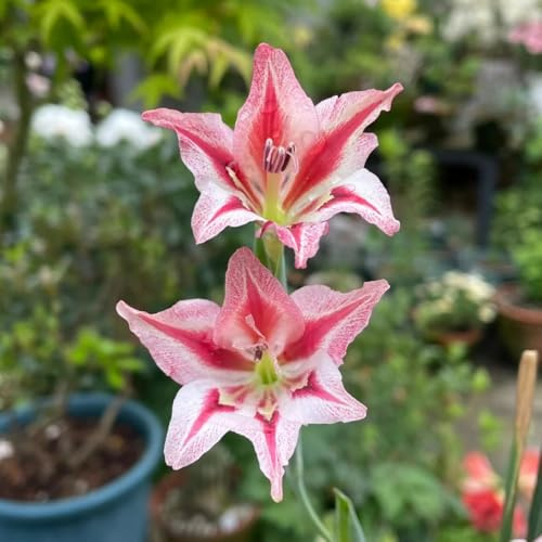 20bulbos de gladiolos Cultivar de jardín en un balcón raros de primaveral