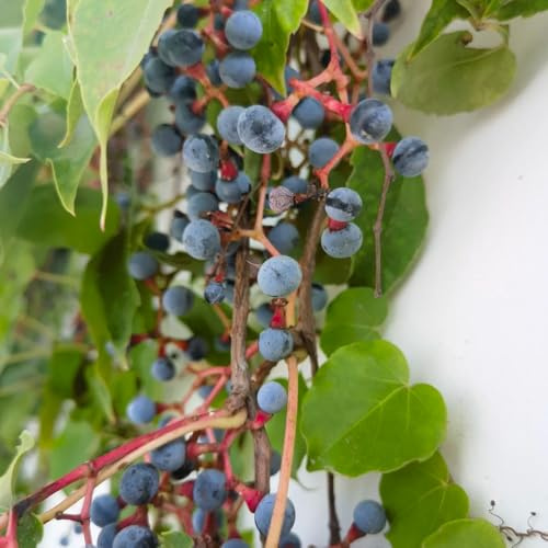 vite selvatica, vite vergine - Decorazione murale verde rampicante Parthenocissus tricuspidata rampicanti appendere per la decorazione recinzione balcone con giardino 300semi