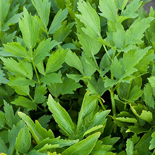 Lovage Herb Garden Seeds - 0.25 Oz - Non-GMO Medicinal Herbal Gardening Seeds - Annual - Loveage