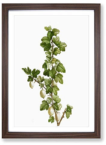 Big Box Art Gooseberry Bush by Pierre-Joseph Redoute Framed Wall Art Picture Print Ready to Hang, Walnut A2 (62 x 45 cm)