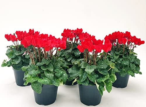 POWERS TO FLOWERS - CICLAMINO SUPERSERIE ROSSO, FIORITURA EXTRA, 5 PIANTE, VASO 12CM, piante vere