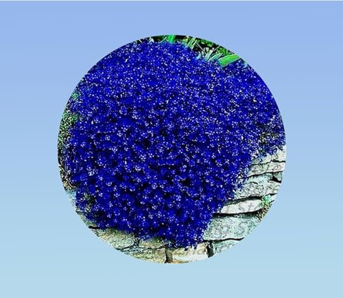 200 graines AUBRIETA royal cascade bleu - blue - fleurs rampantes - fleurs cascades - couvre sol - vivace