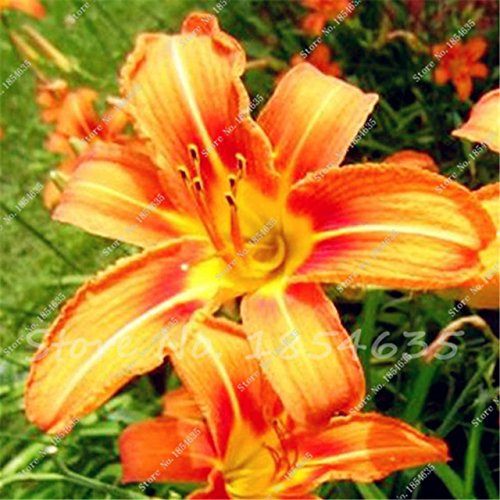 Graines d'hémérocalle orange Hémérocalle fauve en pot pour la plantation de jardin Plantes à fleurs Graines de fleurs Bonsaï Pot Cadeau Paquet de 100 graines