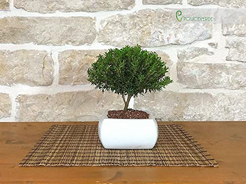 Bonsai di Mirto in vaso quadro bianco + concime organico