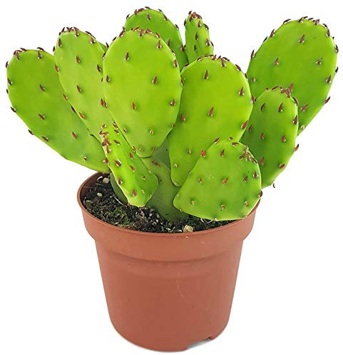 Fangblatt - Opuntia humifusa - winterharter Feigenkaktus - außergewöhnlicher Kaktus ohne Dornen - pflegeleichte Sukkulente für den Garten geeignet