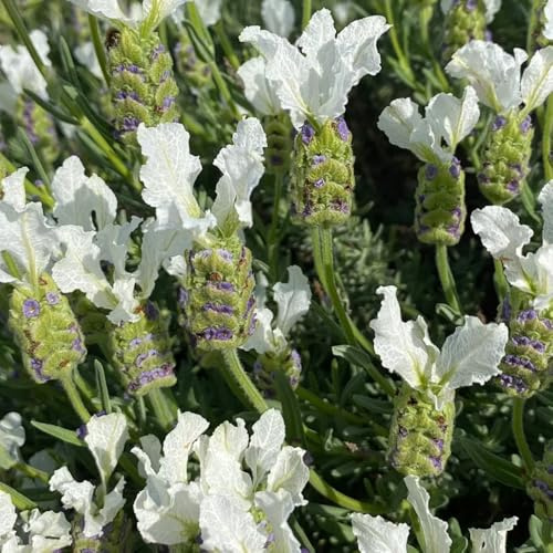 Semillas de lavanda, semillas de interior Lavandula angustifolia - Comprar de lavanda 50pcs