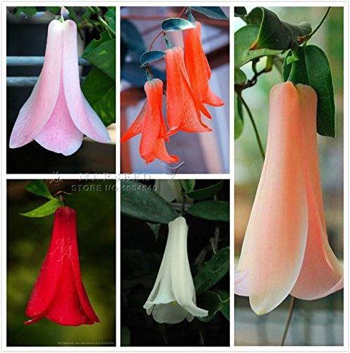 40 semi cileno Semi di campanula (Lapageria rosea) Semi, sempreverde, della durata, parte ombra, bella