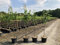 1 Apfelbaum Granny Smith 120-150cm im Topf Busch Obstbaum Apfel Baum Malus domestica Obst + Dünger für die Jahresdüngung Apfelbaum