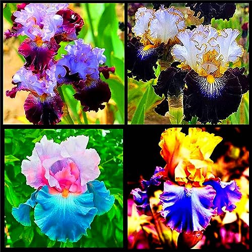 Iris Bulbs for Planting Now UK/Mix Golden Jade Carving Feels Perfect/UK Now Perennial/Strong Plants That Grow Well