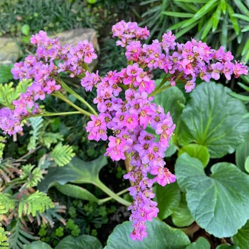 Semillas de otoño de Bergenia, resistentes al exterior. Bergenia cordifolia - jardin de exóticas Las de jardín de rocas 150pcs