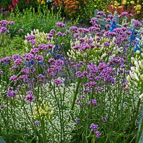 500 piezas semillas de verbena reales - orgánicas para jardin silvestres